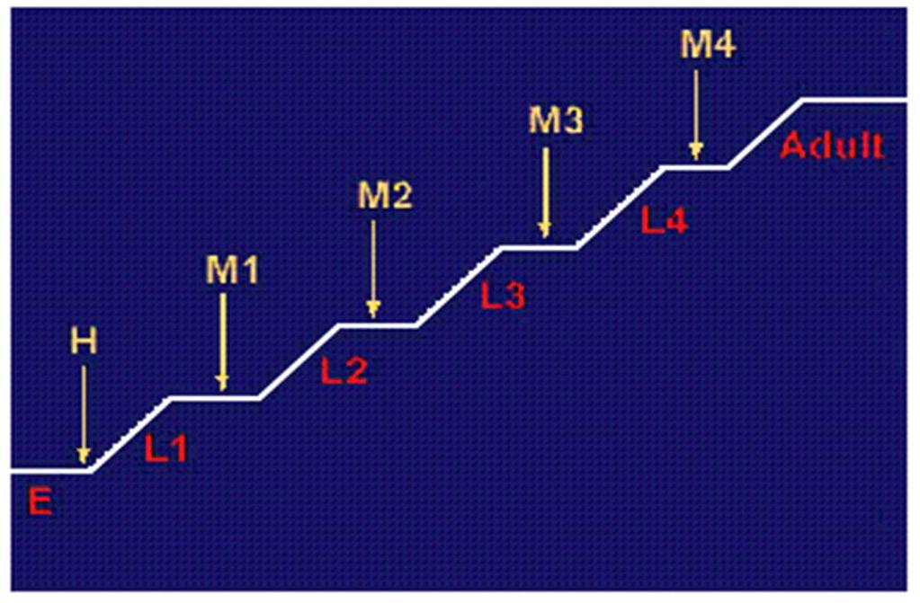 Nemátodes fitopatogénicos Bioecologia No diagrama do ciclo de vida de um nemátode referem-se seis estádios: ovo 1º estádio juvenil 2º estádio juvenil 3º