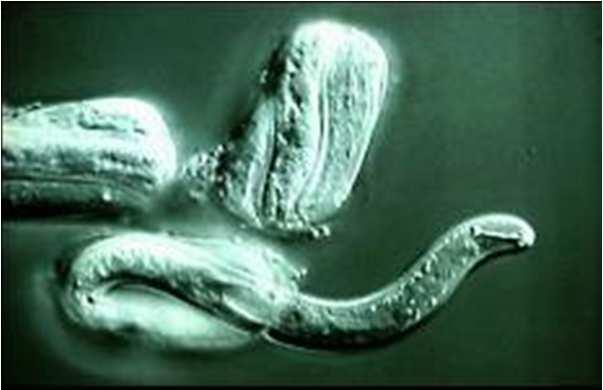 útero Fertilização na região entre o oviduto e o útero Desenvolvimento embrionário antes ou depois da oviposição Tempo Na passagem de um estádio juvenil