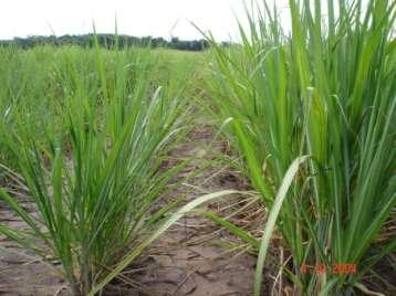 Apesar de pouco afetar as populações de nematóides, em muitas situações, o cultivo de crotalária contribui para aumentos na produtividade do canavial subseqüente, fato atribuído aos benefícios da