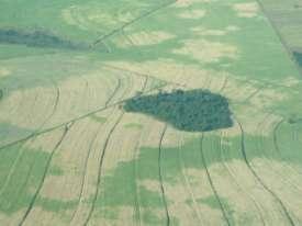 Figura 7. Reboleira de plantas atacadas por Migdolus: canavial adulto em vista aérea (à esquerda) e canavial recém-cortado (à direita) (Fotos: M.A. P. LIMA; L.L. DINARDO-MIRANDA). 2.