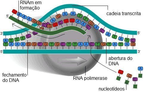 BIOSSÍNTESE DO RNA - - - A seqüência de bases do DNA fornece o modelo para a síntese do RNA. Chamada transcrição, ocorre no núcleo da célula.