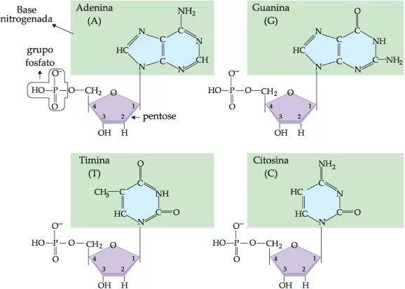 Construção do Nucleotídeo de DNA 1.