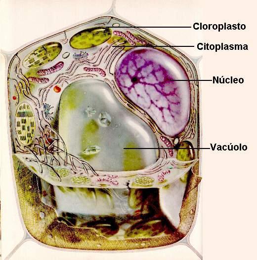 Tipos de Tecidos Tecidos meristemáticos (sofrem mitoses) Primário: Gemas Secundário: Câmbio