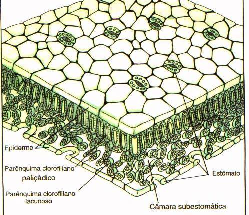 Anatomia da Folha
