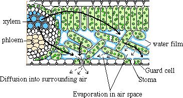 Estômatos Transpiração: puxa água pelo xilema Fechamento