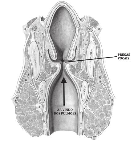 10 Prosódia da fala: pesquisa e ensino Figura 4 Visão posterior da laringe; o fluxo de ar vindo dos pulmões tem que vencer a pressão supraglotal e atravessar as pregas vocais.