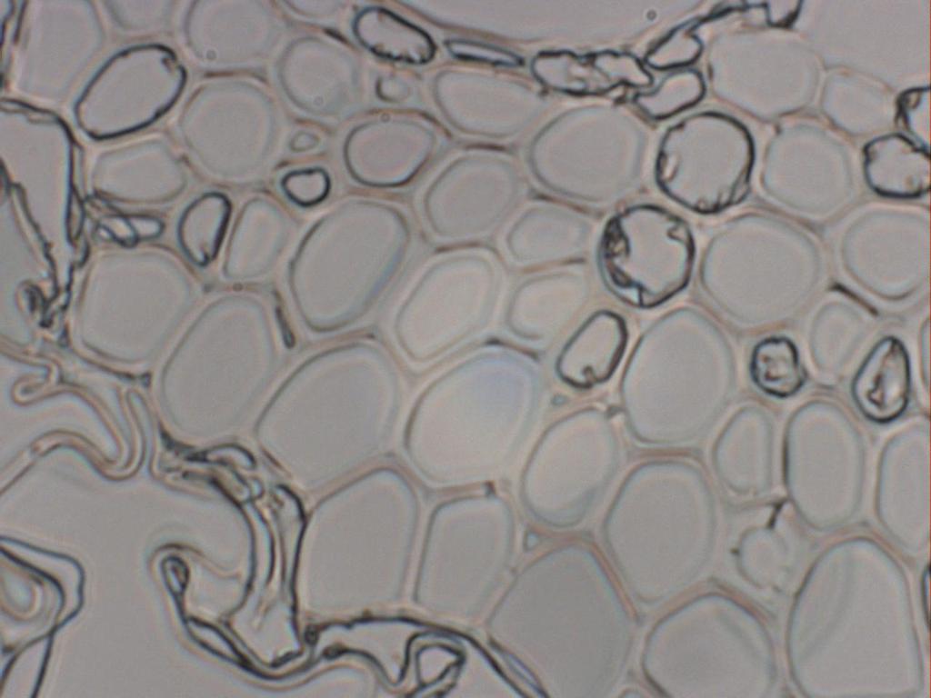 these regions Example of a selected point (1 µm