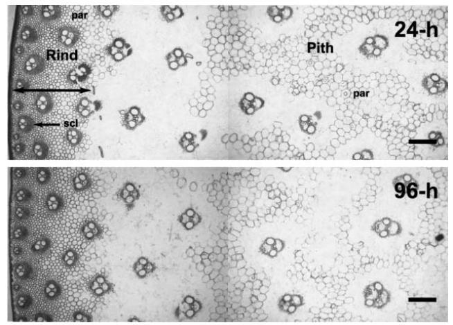 Variação natural de recalcitrância em diferentes tipos celulares Cell wall digestibility in mature maize stalks Stem internode tissues