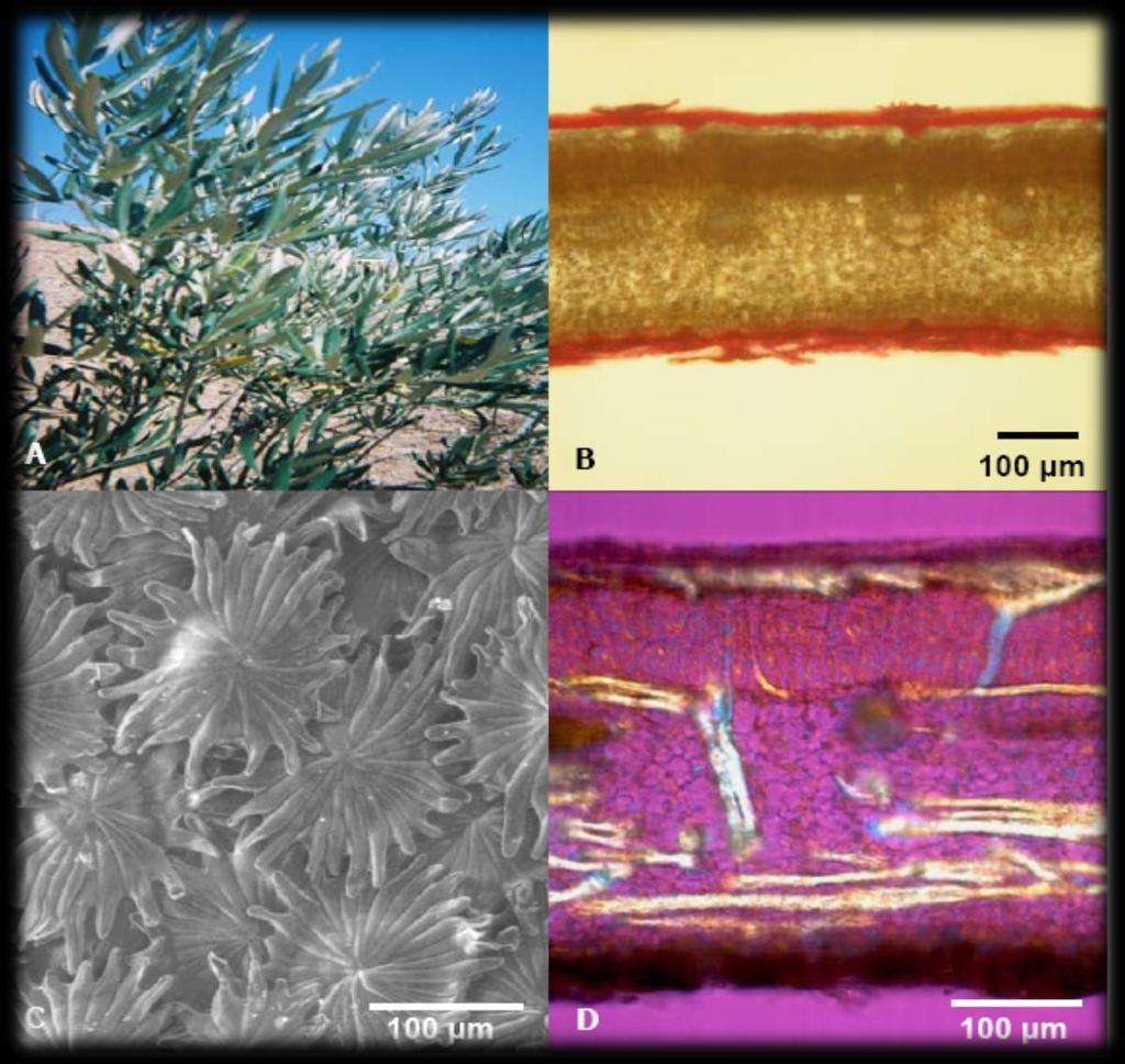 Proteções o nível folir (A) Folhs pequens e prheliotropismo (B) Compctção do mesófilo e espess cutícul (C) Dens