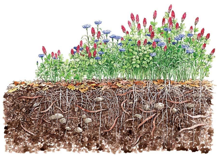 Gestão d superfície do solo - Coerturs Prevenção d erosão do solo e umento d infiltrção de águ Enriquecimento minerl do solo Controlo de
