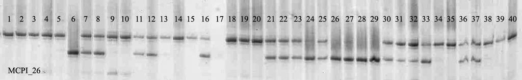 40 acessos de melancia: 1 = BGCIA 416, 2 = BGCIA 417, 3 =