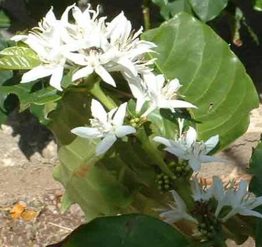 Floração Fonte de assimilado?