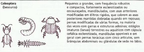Coleoptera Lepidoptera Lepidon = escamas;