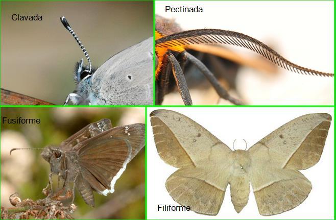 Lepidoptera Diferença Borboletas Mariposas Voo Diurno Noturno Tipo de antena Posição de asas em repouso Cores de asas Corpo e cerdas