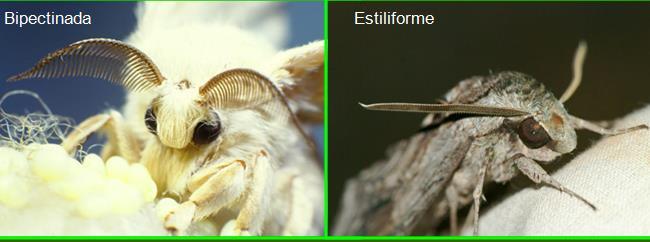 plumosas (em forma de pena), exceto clavadas Asas ficam estendidas horizontalmente sobre o corpo Cores brilhantes e variadas Cores