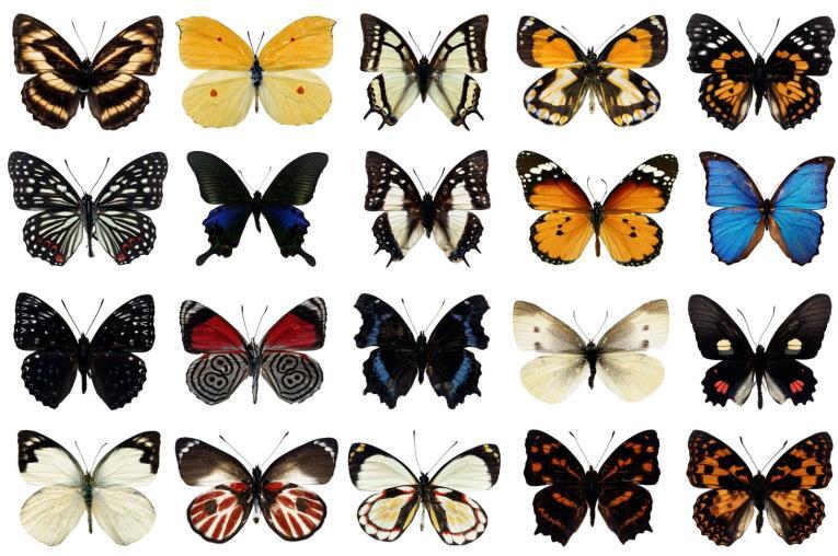 Lepidoptera Pernas ambulatórias Asas membranosas