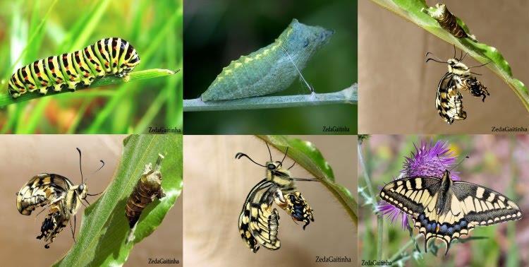 Lepidoptera Desenvolvimento Holometabólico Mais de 160.