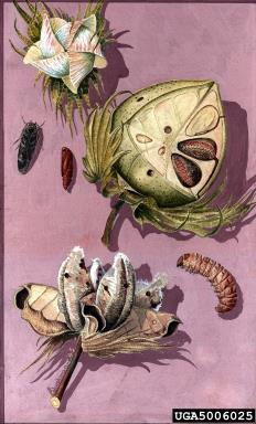 Lepidoptera