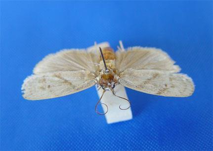 Lepidoptera Elachistidae