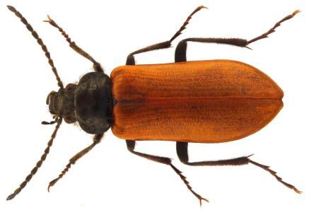 Coleoptera Ordem com maior número de espécies de