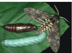 Lepidoptera - Sphingidae Mariposas geralmente grandes ou médias, com