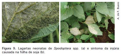 Noctuidae