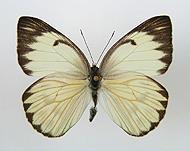 Lepidoptera -