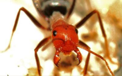 Hymenoptera Minúsculos (<1mm) a grandes (~70mm) Desenvolvimento Holometabólico (ovo, larva, pupa e adulto)
