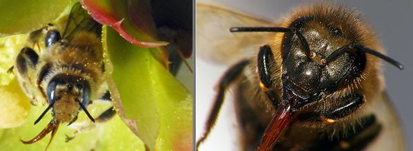 parasitoides (controle biológico) Ordem mais benéfica polinização e apicultura Hymenoptera Ocelos em número de