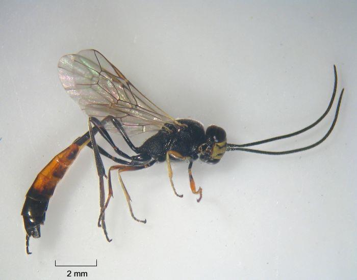 Braconidae