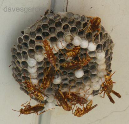 Hymenoptera - Vespidae Vespas Olhos compostos