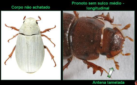 Coleoptera Famílias de interesse agrícola Scarabaeidae