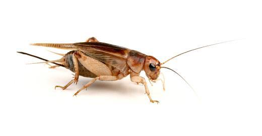Orthoptera - Gryllidae