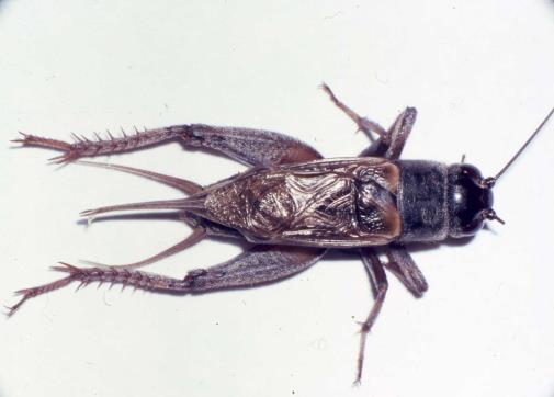 hortaliças Gryllus