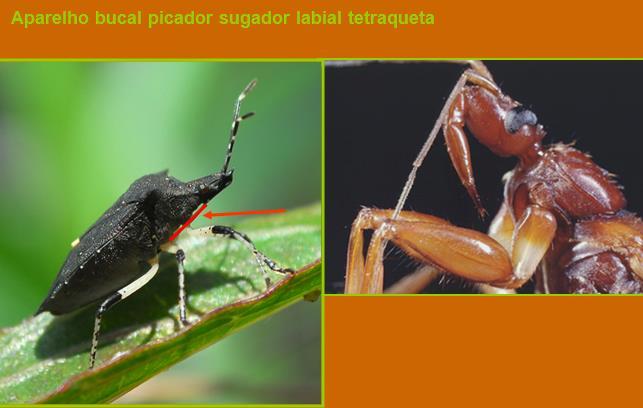 Hemiptera Cabeça opistognata e prognata Hemiptera