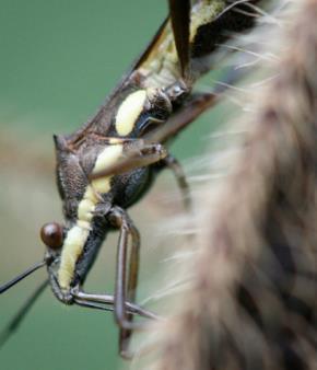 natureza vegetal ou animal Aparelho bucal picador