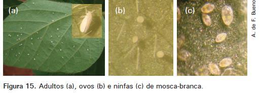 Hemiptera - Sternorrhyncha