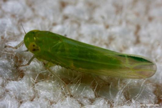 Cicadellidae Cigarrinhas Família de maior importância agrícola Tíbias posteriores com