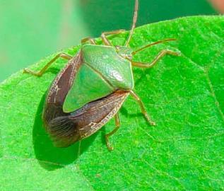 Hemiptera - Pentatomiidae Cydnidae: