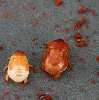 Hemiptera - Heteroptera Cydnidae: