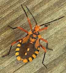 (pastagens) Coreidae: Hemiptera -