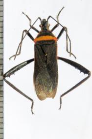 (tomateiro) Leptoglossus gonagra