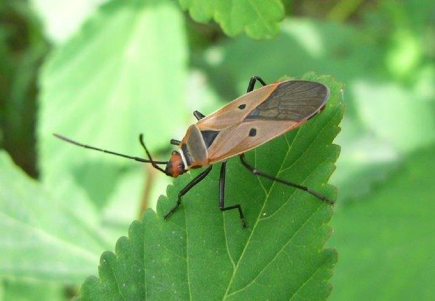 Hemiptera - Heteroptera Pyrrhocoridae : Pronoto com laterais elevadas