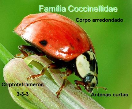 Coleoptera - Coccinellidae
