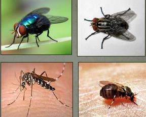 Diptera Etimologia Di= dois; Ptera = asa Nome vulgar Moscas, mosquitos, carapanãs, borrachudos, mutucas,