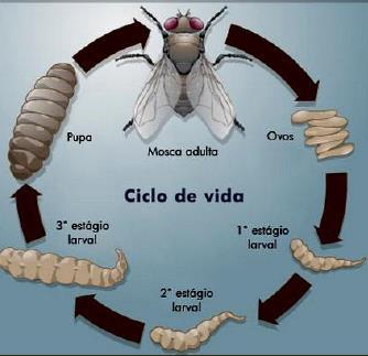 Holometabólicos Pragas e predadores Ocelos presentes ou ausentes Diptera Olhos compostos grandes ocupando