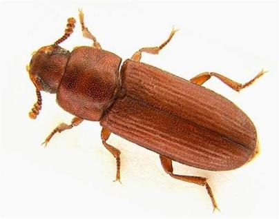Coleoptera - Tenebrionidae Coloração uniforme
