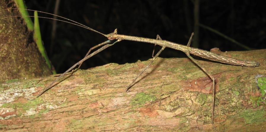 Phasmatodea Bicho-pau Mimetismo Fitófagos pouco potencial biótico Não representam perdas econômicas Libélulas Odonata