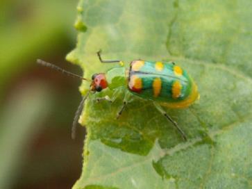 Coleoptera - Chrysomelidae Cabeça