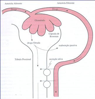 Prostaglandinas Efeitos Fisiológicos Fisiologia Renal Prostaglandinas e